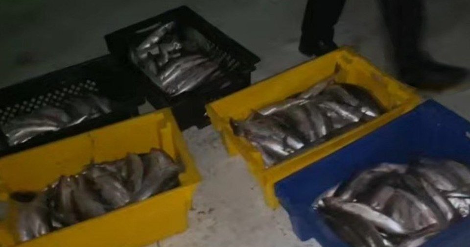 Два иркутянина задержаны за незаконный вылов более 500 омулей на Байкале