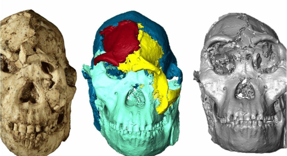 Ученые восстановили лицо жившего 3,7 миллиона лет назад предка человека