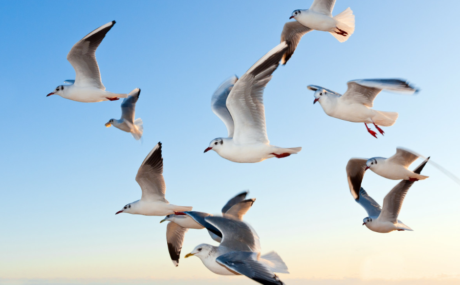 Археологи выяснили, что птичий помет ускорил развитие королевства Чинча в древнем Перу