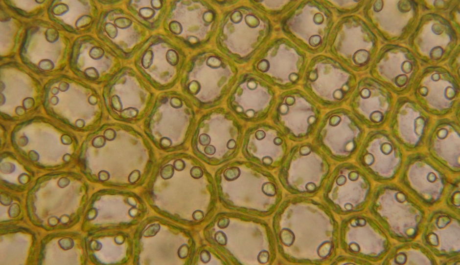 Учёные показали сложность системы ферментов Trypanosoma cruzi