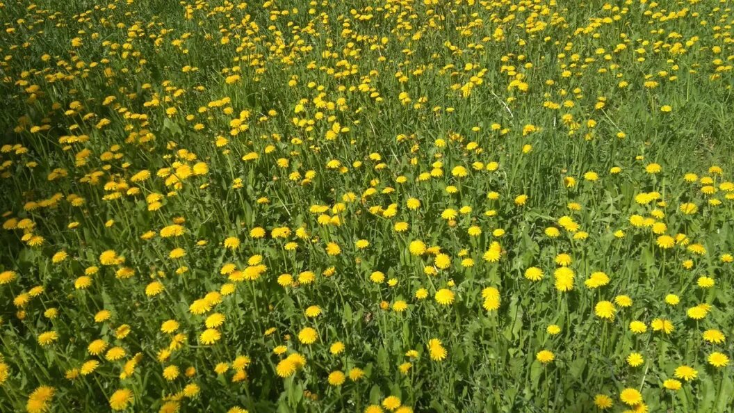 Учёные объяснили, как растения «считают дни» и определяют время цветения