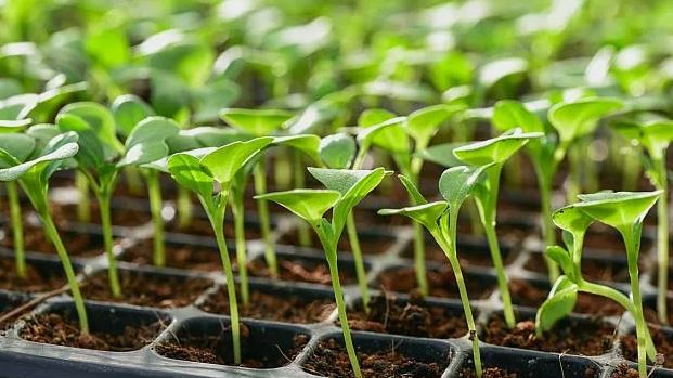 Экологичное выращивание рассады без химии: советы агронома