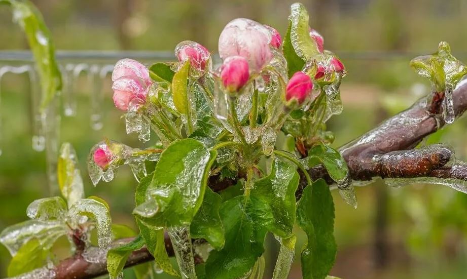 В столичном регионе предсказывают похолодание: советы садоводов