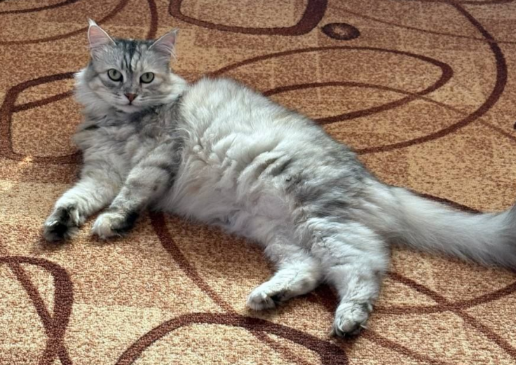 В Австрии почтальоны нашли живую кошку в посылке, отправленной в Германию