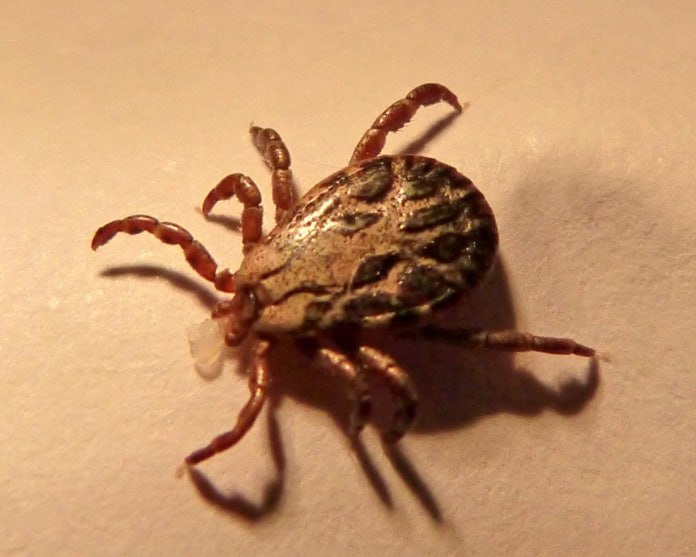 Россиянам раскрыли порядок действий при укусе клеща